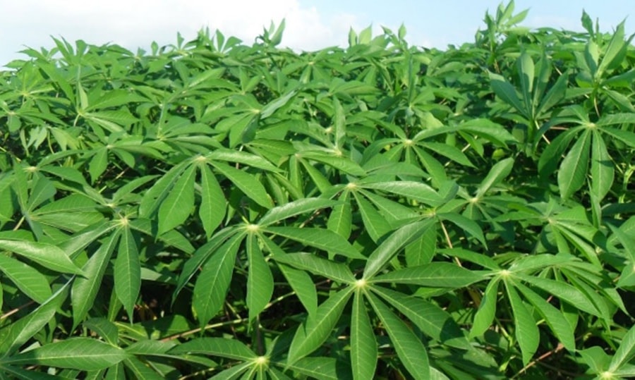 Nhóm sản phẩm lá xuất khẩu tăng tốc, mang về hơn 10 triệu USD trong 10 tháng