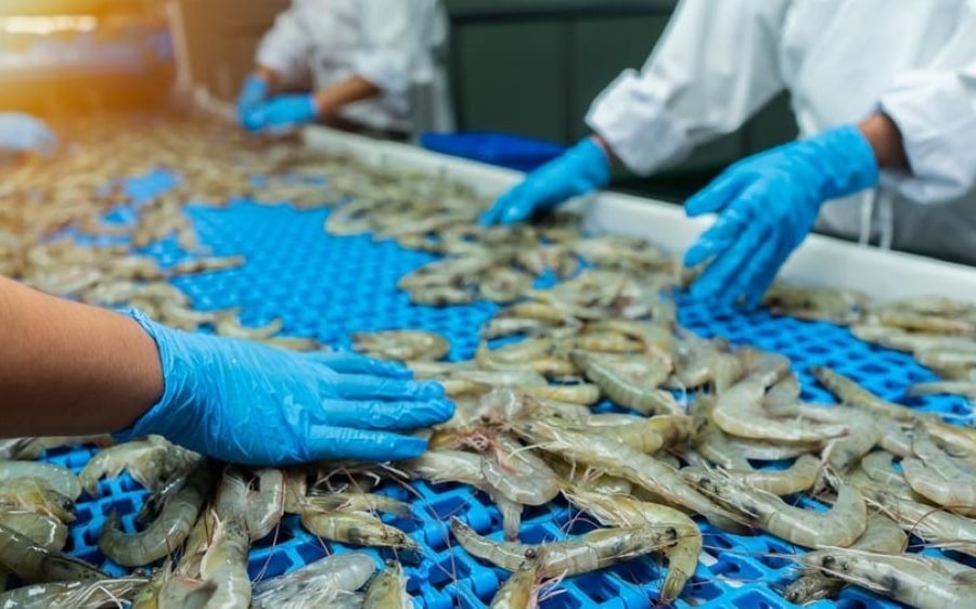 Xuất khẩu tôm bứt phá, vượt mốc 4,3 tỷ USD trong 11 tháng