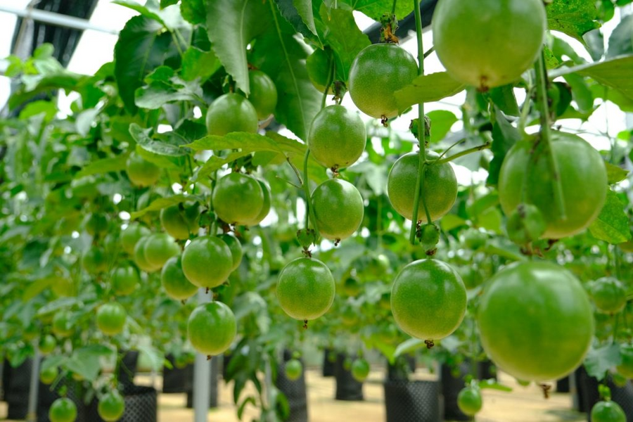 Xuất khẩu chanh leo bứt phá mạnh mẽ sau một thập kỷ