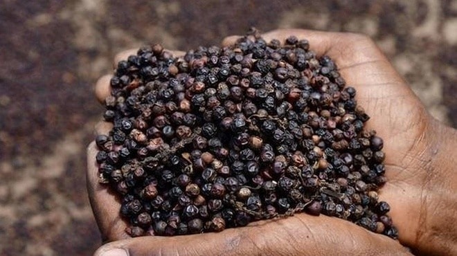 Giá tiêu trong nước ổn định, doanh nghiệp chủ động bổ sung nguồn cung