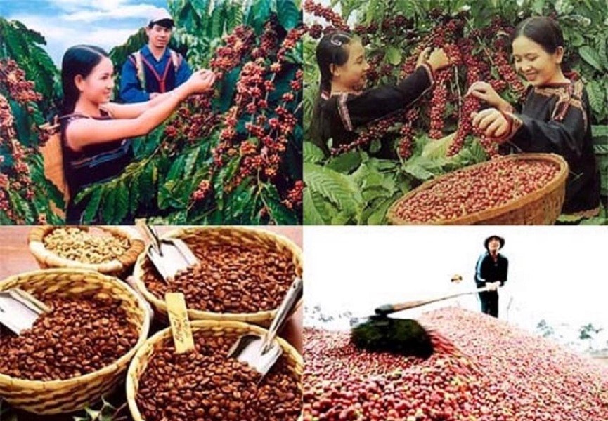 Thị trường cà phê phân hóa sau Tết, Arabica hồi nhẹ, Robusta giảm