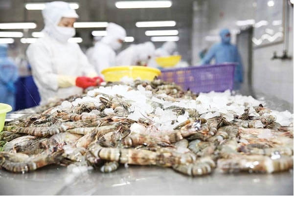 Xuất khẩu tôm sang Mỹ giảm mạnh dưới áp lực thuế mới