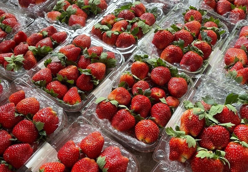 Xuất khẩu dâu tây tăng đột biến, mở ra dư địa cho nông sản giá trị cao